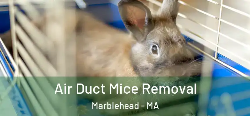  Air Duct Mice Removal Marblehead - MA